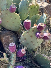 Opuntia phaeacantha