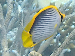 Chaetodon melannotus