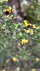 Bossiaea obcordata