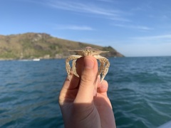 Portunidae