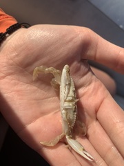 Portunidae