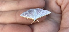 Diaphania costata