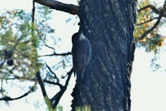 Cormobates leucophaea