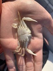 Portunidae