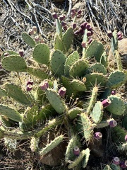Opuntia phaeacantha