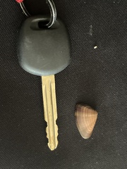 Donax punctatostriatus