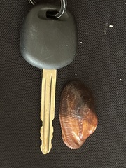 Barbatia lurida