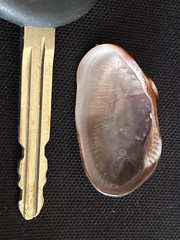 Barbatia lurida