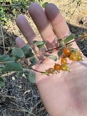 Lonicera subspicata denudata