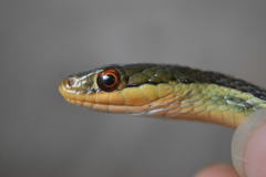 Thamnophis proximus rutiloris