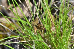 Taractrocera papyria