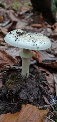 Amanita citrina