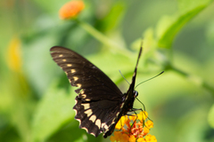 Battus polydamas polydamas