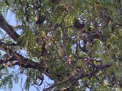 Coccothraustes vespertinus