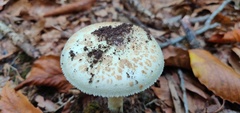 Amanita citrina