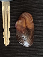 Barbatia lurida