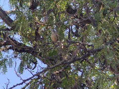 Coccothraustes vespertinus