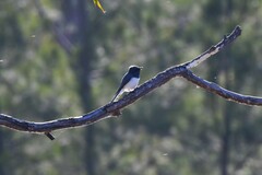 Myiagra rubecula