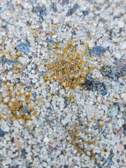 Candelariella aurella