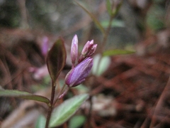 Polygala japonica