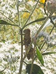 Melanoplus differentialis