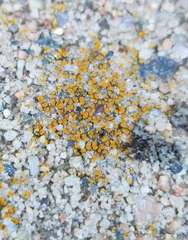 Candelariella aurella