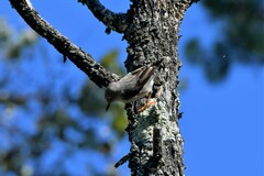 Daphoenositta chrysoptera