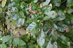 Quercus imbricaria