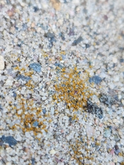 Candelariella aurella