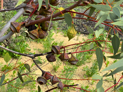 Eucalyptus rameliana