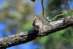 Daphoenositta chrysoptera