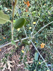 Lonicera subspicata denudata