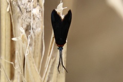 Pollanisus subdolosa