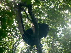 Alouatta caraya