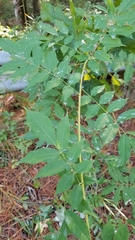 Wisteria sinensis