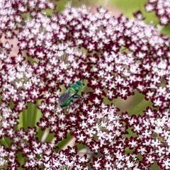 Aculeata