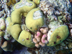 Porites