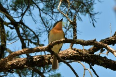 Myiagra rubecula