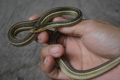 Thamnophis proximus rutiloris