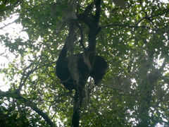 Alouatta caraya