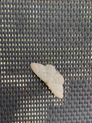 Scopula optivata