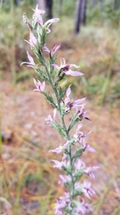 Liatris elegans