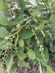 Ohwia caudata