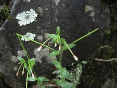 Epilobium amurense