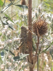 Melanoplus differentialis