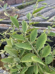 Ohwia caudata