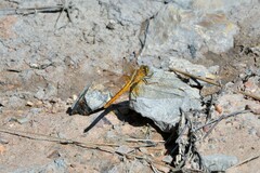 Diplacodes haematodes