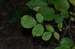 Fraxinus biltmoreana