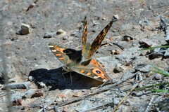 Junonia villida
