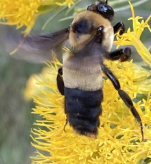 Bombus fraternus